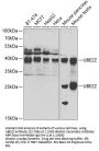 UBE2Z Antibody