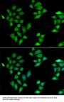 ITLN1 Antibody