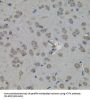 ATF4 Antibody