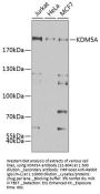KDM5A Antibody