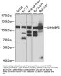 IGHMBP2 Antibody