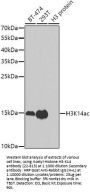 Acetyl-Histone H3-K14 pAb