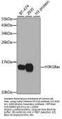 Acetyl-Histone H3-K18 pAb