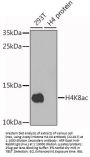 Acetyl-Histone H4-K8 pAb
