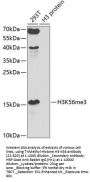 TriMethyl-Histone H3-K56 pAb