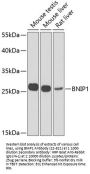 BNIP1 Antibody