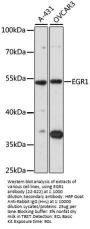 EGR1 Antibody