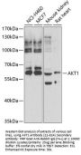 AKT1 Antibody