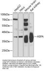 ASPA Antibody