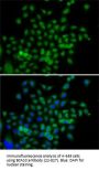 BCAS3 Antibody