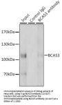 BCAS3 Antibody