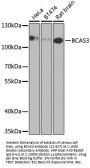 BCAS3 Antibody