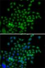 BCAS3 Antibody