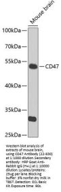 CD47 Antibody