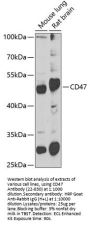 CD47 Antibody
