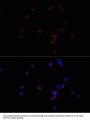 CD47 Antibody
