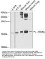 CEBPG Antibody