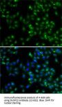 DUSP22 Antibody