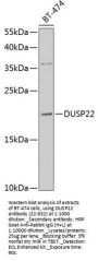 DUSP22 Antibody