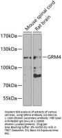 GRM4 Antibody