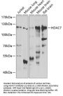 HDAC7 Antibody
