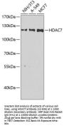 HDAC7 Antibody