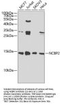 NCBP2 Antibody