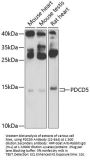 PDCD5 Antibody