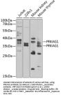 PRKAG1 Antibody