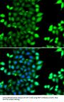 RNF7 Antibody