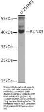 RUNX3 Antibody
