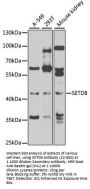 SETD8 Antibody