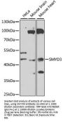 SMYD3 Antibody