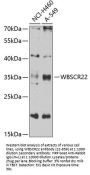 WBSCR22 Antibody