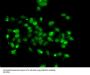 WBSCR22 Antibody