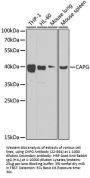 CAPG Antibody, KO Validated