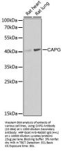 CAPG Antibody, KO Validated
