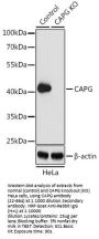 CAPG Antibody, KO Validated