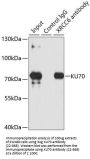 KU70 Antibody