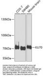 KU70 Antibody