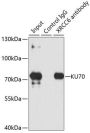 KU70 Antibody