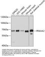 PRKAA2 Antibody