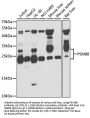 PSMB8 Antibody