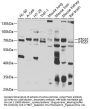 PTGS1 Antibody