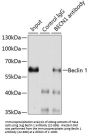 Beclin 1 Antibody, KO Validated