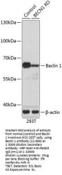 Beclin 1 Antibody, KO Validated