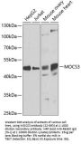 MOCS3 Antibody
