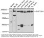 SUPT20H Antibody