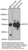 ADCK3 Antibody