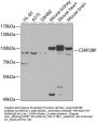 CSRP2BP Antibody